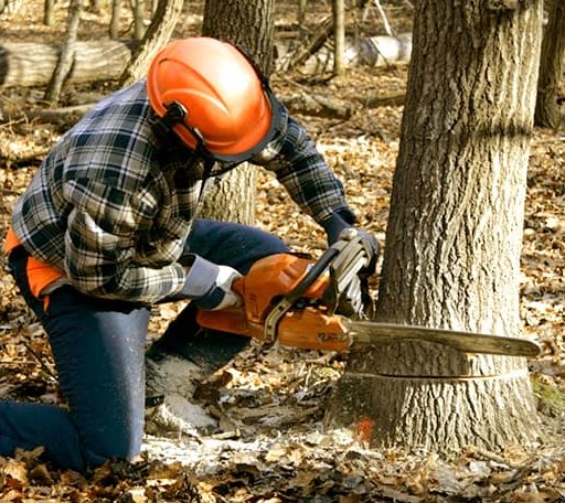 Tree Removal in Erwin, TN